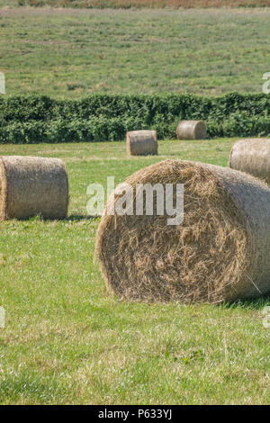 Ballen von frisch Ballen Heu in der Sonnenbeschienenen Feld. Stockfoto