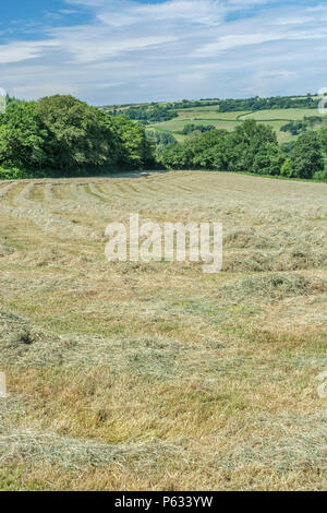 Neu Heu trocknen auf dem Feld vor dem Ballen mähen. Britische Landwirtschaft. Stockfoto