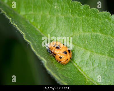 Larve des Asiatischen ladybeetle (Harmonia axyridis, coccinellidae) auf einem grünen Blatt gelegen Stockfoto