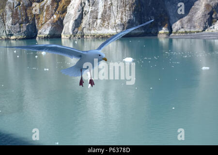 Seagull Glacier Bay, Alaska 2018 Stockfoto