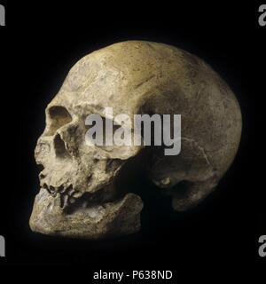 REPRODUCCION DE CRANEO DE HOMBRE DE CRO-MAGNON O CROMAÑON, Homo sapiens, PALEOLITICO SUPERIOR (DEPOSITO- M.A.N.). Stockfoto