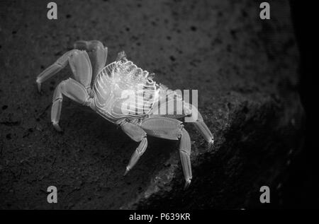 Die sally lightfoot crab (Grapsus grapsus) ist schwarz, wenn Junge, dreht sich aber ein leuchtend roter bei Fälligkeit - PLAZAS INSELN, Galapagos, Ecuador ist. Stockfoto