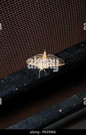 Crambid Schnauze Motte (unbekannter Spezies - ähnlich Lamprosema indicata), Gattung: Pyraloidea, Familie: Crambidae. Seltene Motte liegt neben dem Fenster. Stockfoto