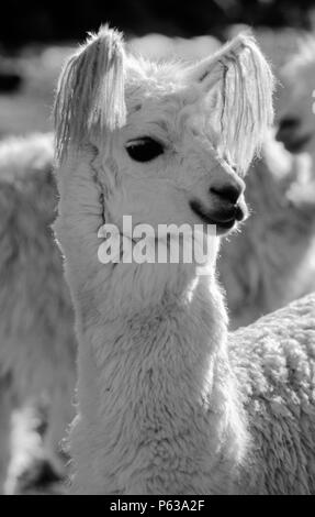 Weiß Lama mit Ohr Quasten im HACIENDA FINAYA UCHUY - AUZANGATE TREK, PERUANISCHEN ANDEN Stockfoto