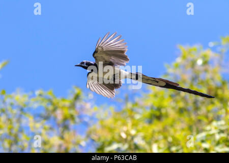 Black-throated Elster Eichelhäher Calocitta colliei El Cora, Nayarit, Mexiko vom 3. März 2018 Erwachsenen im Flug. Corvidae Stockfoto