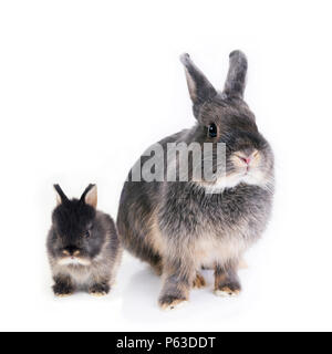 Zwei Kaninchen, Mutter und Kind, Seite an Seite auf weißem Hintergrund. Stockfoto