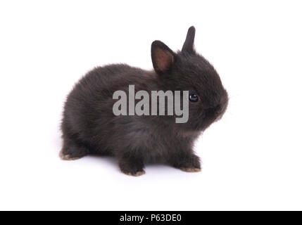 Seitenansicht der netten Netherland Dwarf Baby Kaninchen auf weißem Hintergrund. Stockfoto