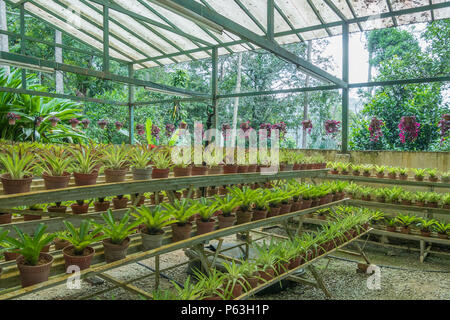 Bromelie Garten Der botanische Garten in Bukit Tinggi, Pahang befindet. Stockfoto