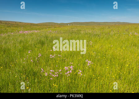 North Pennines AONB Landschaft, Ragged Robin Lupinus flos cuculi Blumen innerhalb einer blühenden Wiese Heu im hellen Sonnenschein Stockfoto