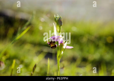 Bienen-ragwurz auf Wolstonbury Hügel in West Sussex Aalen in späten Nachmittag Sonnenschein Stockfoto