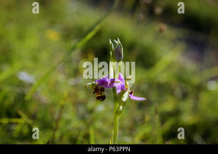 Bienen-ragwurz auf Wolstonbury Hügel in West Sussex Aalen in späten Nachmittag Sonnenschein Stockfoto