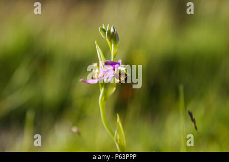Bienen-ragwurz auf Wolstonbury Hügel in West Sussex Aalen in späten Nachmittag Sonnenschein Stockfoto