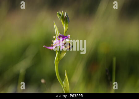 Bienen-ragwurz auf Wolstonbury Hügel in West Sussex Aalen in späten Nachmittag Sonnenschein Stockfoto