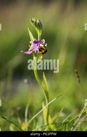 Süsse biene Orchidee wächst an Wolstonbury Hügel in West Sussex Stockfoto