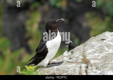 Tordalk (Alca torda) Verschachtelung auf Lunga - Treshnish-inseln (Innere Hebriden, Schottland) Stockfoto