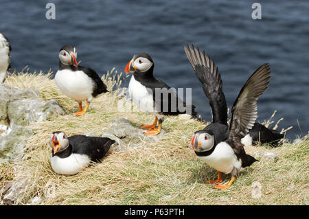 Atlantic Papageientaucher Verschachtelung auf Lunga - Treshnish-inseln (Innere Hebriden, Schottland) Stockfoto