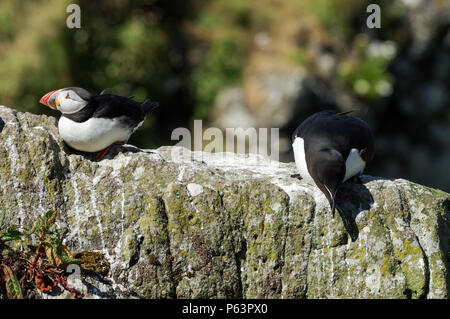 Papageitaucher und ein tordalk Verschachtelung auf Lunga - Treshnish-inseln (Innere Hebriden, Schottland) Stockfoto