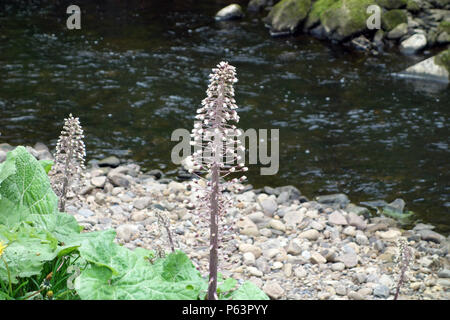 Gemeinsame Pestwurz (Petasites Hybridus) am Ufer des Colne Wasser, kelbrook Brücke, Colne, Lancashire, England, Großbritannien Stockfoto