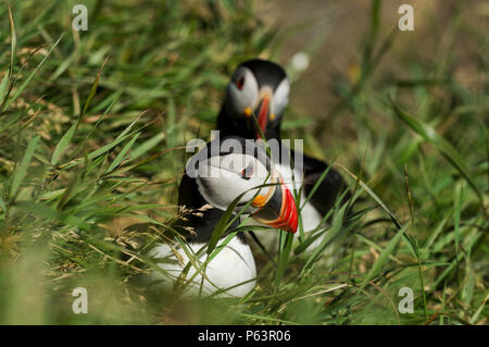 Atlantic Papageientaucher Verschachtelung auf Staffa Insel - Treshnish-inseln, Schottland Stockfoto