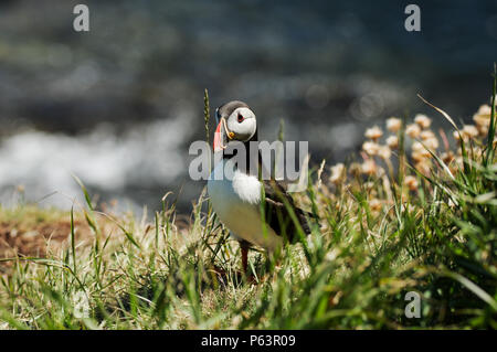 Papageitaucher Nesting am Ufer des Staffa Insel - Treshnish-inseln, Schottland Stockfoto