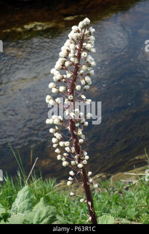 Einzige Gemeinsame Pestwurz (Petasites Hybridus) an den Ufern des Colne Wasser, kelbrook Brücke, Colne, Lancashire, England, Großbritannien Stockfoto