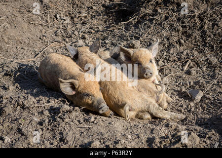 Cute Mangalica, Mangalitsa, mangalitza oder Wooly Ferkel, zusammen in der Sonne. Stockfoto