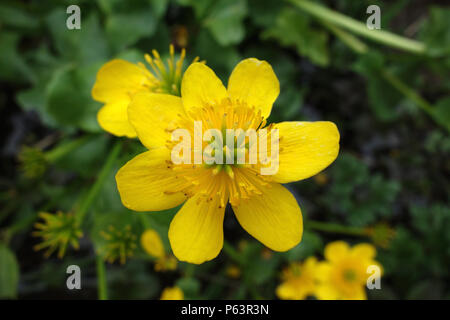 In der Nähe von Wilden gelbe Sumpfdotterblume Caltha palustris 'Blume' am Ufer des Colne Wasser, kelbrook Brücke, Colne, Lancashire, England, Großbritannien Stockfoto