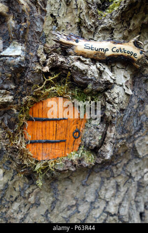 Orange Fee Tür in einem Baum im Wald bei Wycoller Country Park, Colne, Pendle, Lancashire, England, Großbritannien Stockfoto