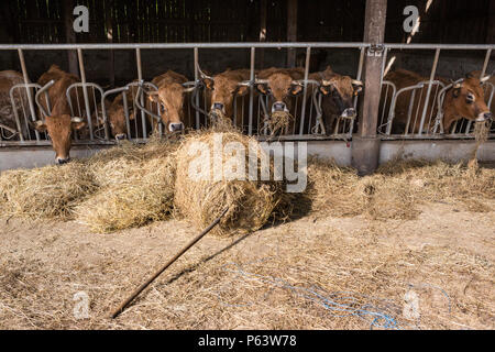 Französische gehörnten Milchkühe Fütterung mit Heu im Stall. Stockfoto