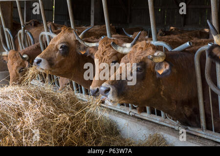 Französische gehörnten Milchkühe Fütterung mit Heu im Stall. Stockfoto