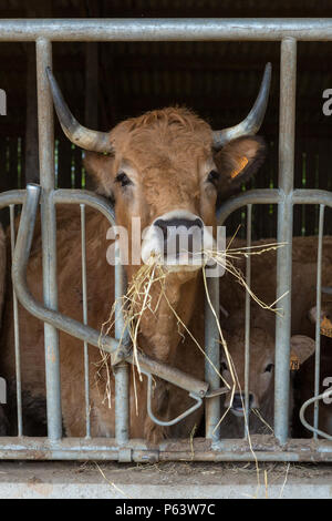 Französische gehörnten Milchkühe Fütterung mit Heu im Stall. Stockfoto