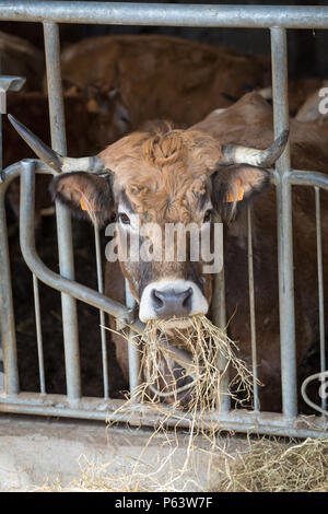 Französische gehörnten Milchkühe Fütterung mit Heu im Stall. Stockfoto