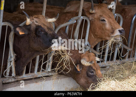 Französische gehörnten Milchkühe Fütterung mit Heu im Stall. Stockfoto