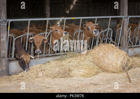 Französische gehörnten Milchkühe Fütterung mit Heu im Stall. Stockfoto