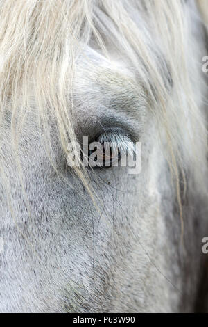 Close-up des Auges von einem weißen Pferd. Stockfoto