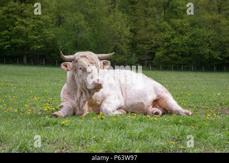 Eine junge Charolais Bullen wiederkäuend in einer grünen Weide. Stockfoto