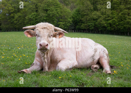 Eine junge Charolais Bullen wiederkäuend in einer grünen Weide. Stockfoto