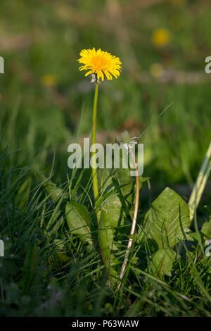 Ein blühender Löwenzahn Blume, Taraxacum. Stockfoto