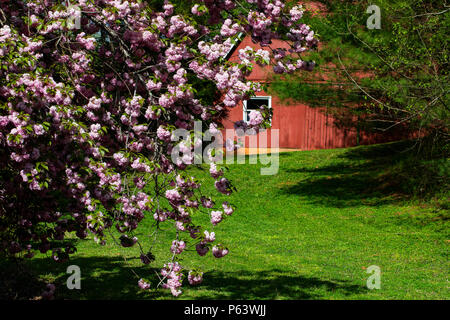 Cherry Tree Blossoms frame a Red Barn in North Carolina. Stockfoto