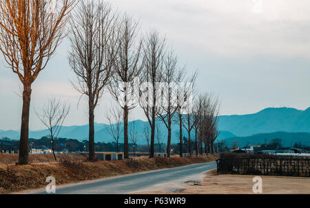 Land Straße mit Bäumen in Gyeongju, Korea Stockfoto