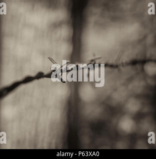 Verrosteter Stacheldraht gespannt auf Beiträge am Rande der Wälder, in Schwarzweiß. Stockfoto
