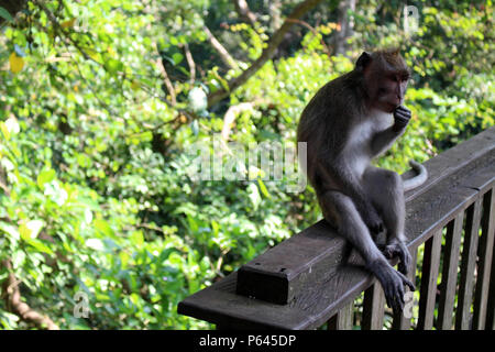 Die Affen und Kleinkinder um Monkey Forest in Ubud Hanging. In Bali, Juli 2018 berücksichtigt. Stockfoto