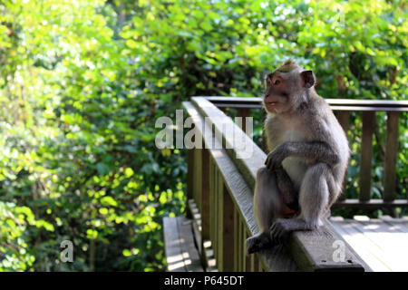 Die Affen und Kleinkinder um Monkey Forest in Ubud Hanging. In Bali, Juli 2018 berücksichtigt. Stockfoto