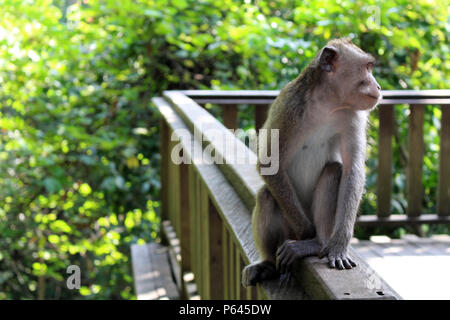 Die Affen und Kleinkinder um Monkey Forest in Ubud Hanging. In Bali, Juli 2018 berücksichtigt. Stockfoto