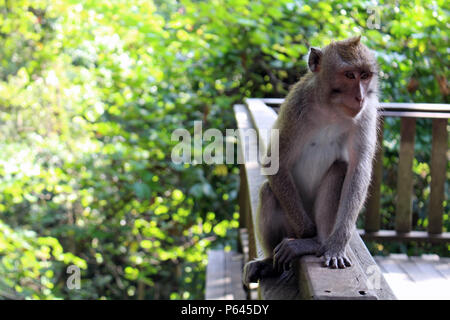 Die Affen und Kleinkinder um Monkey Forest in Ubud Hanging. In Bali, Juli 2018 berücksichtigt. Stockfoto