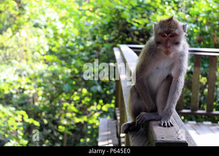 Die Affen und Kleinkinder um Monkey Forest in Ubud Hanging. In Bali, Juli 2018 berücksichtigt. Stockfoto