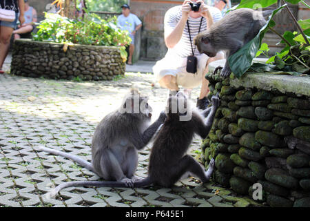 Die Affen und Kleinkinder um Monkey Forest in Ubud Hanging. In Bali, Juli 2018 berücksichtigt. Stockfoto