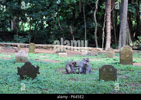 Die Affen und Kleinkinder um Monkey Forest in Ubud Hanging. In Bali, Juli 2018 berücksichtigt. Stockfoto