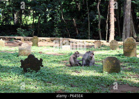 Die Affen und Kleinkinder um Monkey Forest in Ubud Hanging. In Bali, Juli 2018 berücksichtigt. Stockfoto