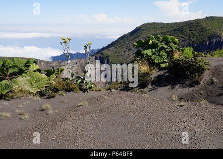 Vulkanische Vegetation über Vulkan Irazú, Provinz Cartago, Costa Rica. Stockfoto